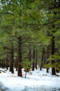 20181206-FS-APACHE-SITGREAVES-LSC-0600