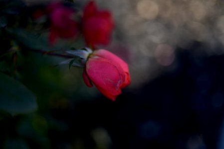 Roses 35mm f2