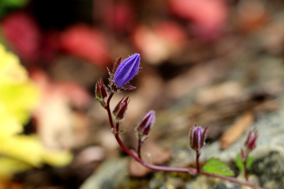 Plant flower bud