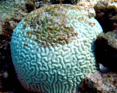 Coral Bleaching photo