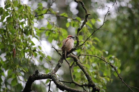 Oslo sparrow tree photo