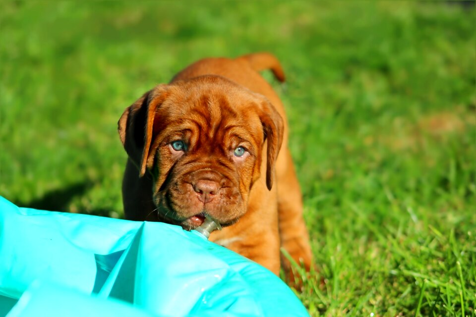 Puppy dogue de bordeaux dog