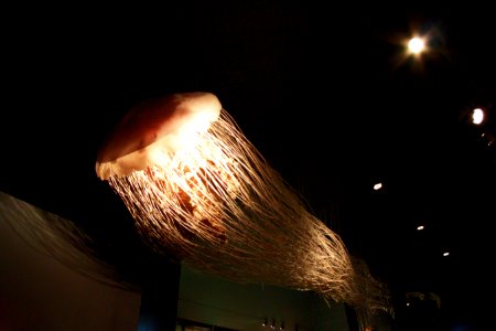 Jellyfish photo