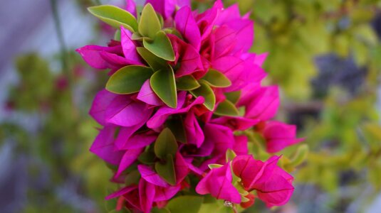 Bougainvillea glabra paper flower fueng fah