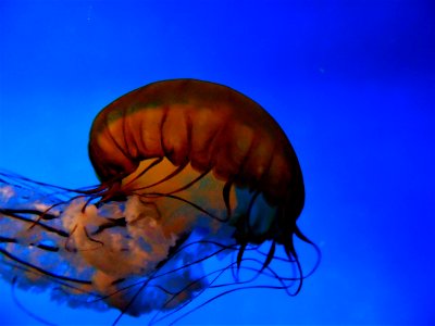 Moody Gardens