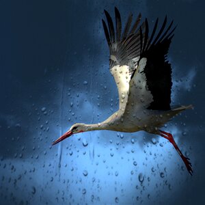 Village white stork field