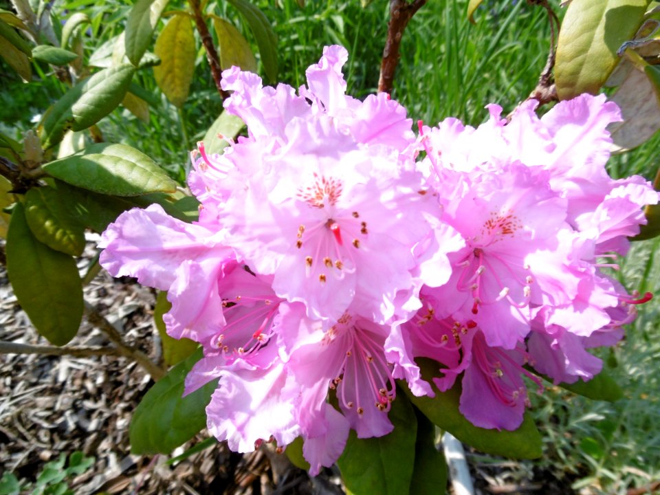 Rhododendron smirnowii