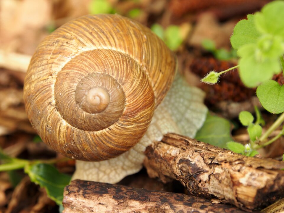 Slowly forest animal