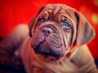 Bordeaux mastiff burgundy