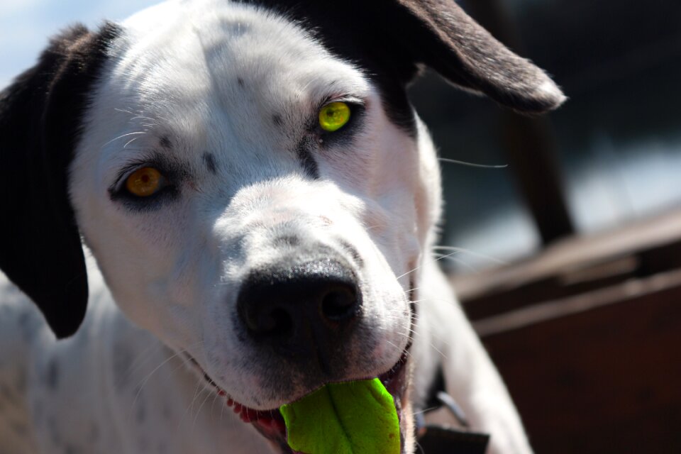 Animal monster milo