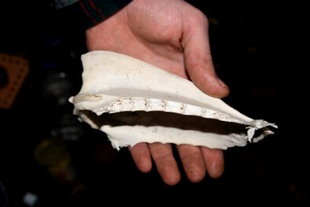 Bone from Ogmore beach