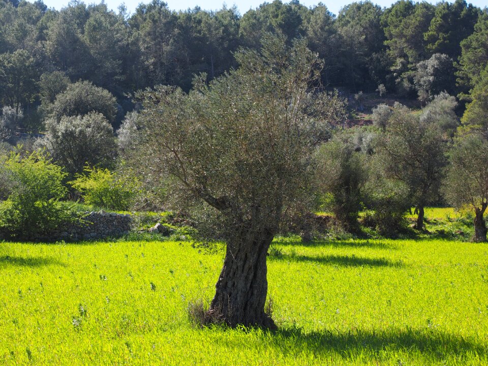 Tree olive garden olive grove