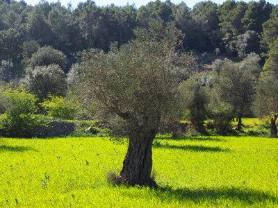 Tree olive garden olive grove