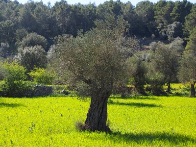 Tree olive garden olive grove photo