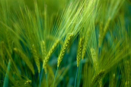 Field agriculture background