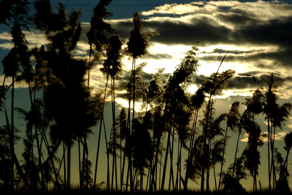 Maxximo Pentax K10D