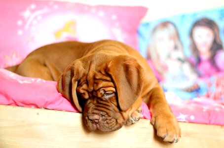 Dog female she