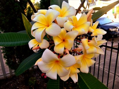 plumerias