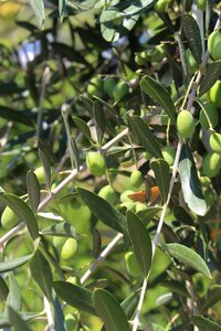 Plant green leaves natural