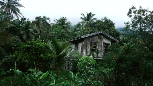Trees secluded green house
