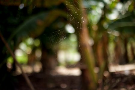 telaraña