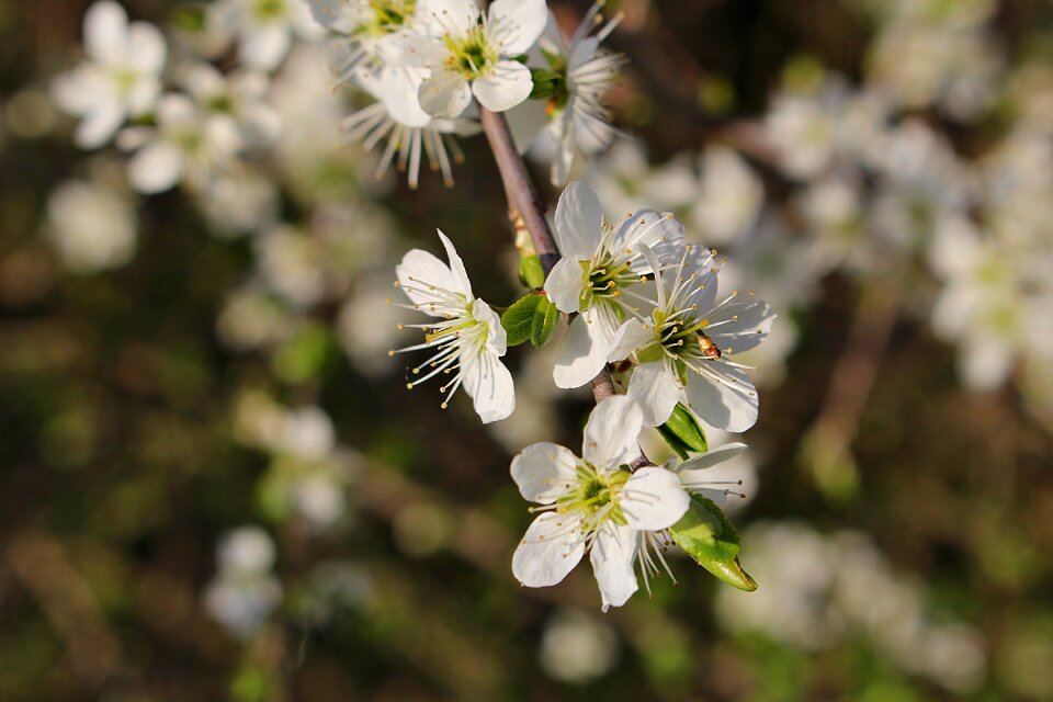 Flowers cherry blossoms flowering twig