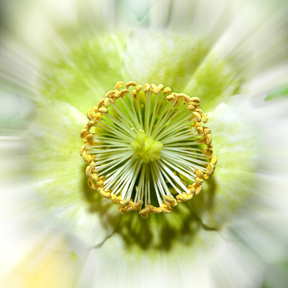 Blossom bloom close