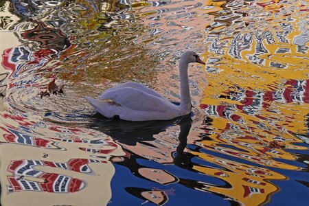 Water mirroring distortion photo