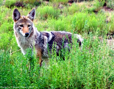 Coyote - New Mexico photo