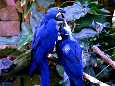 Moody Gardens