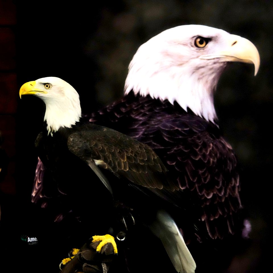 Little Female Bald Eagle