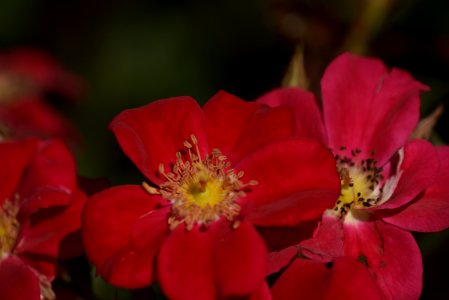 Roses 200mm f4 with tc