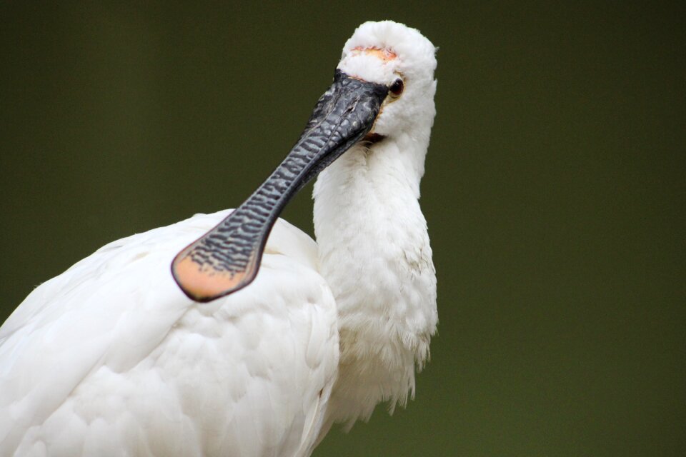 Animal world white bird