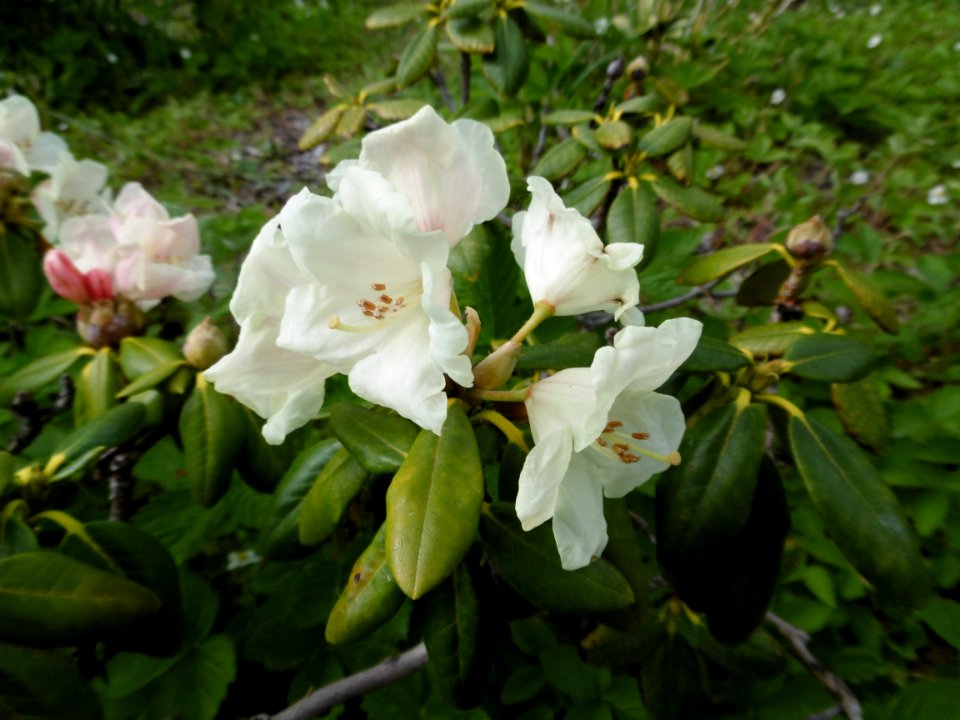 Rhododendron yakushimanum hybrid