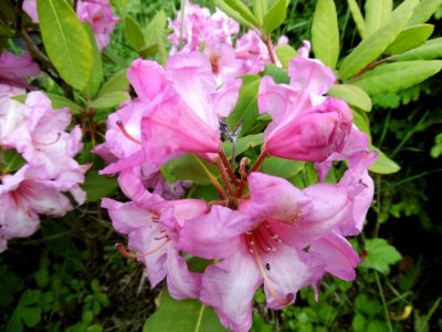 A common Rhododendron variety