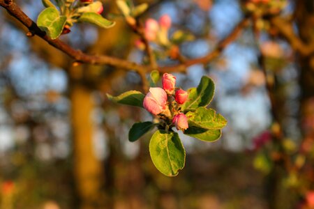 Apple tree apple blossom apple tree flowers