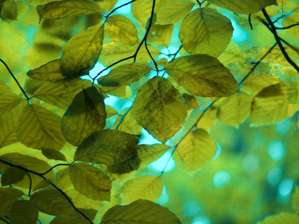 Deciduous tree forest branch