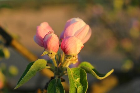 Apple tree apple blossom apple tree flowers