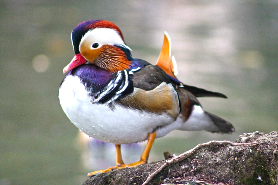 Water bird water animal world