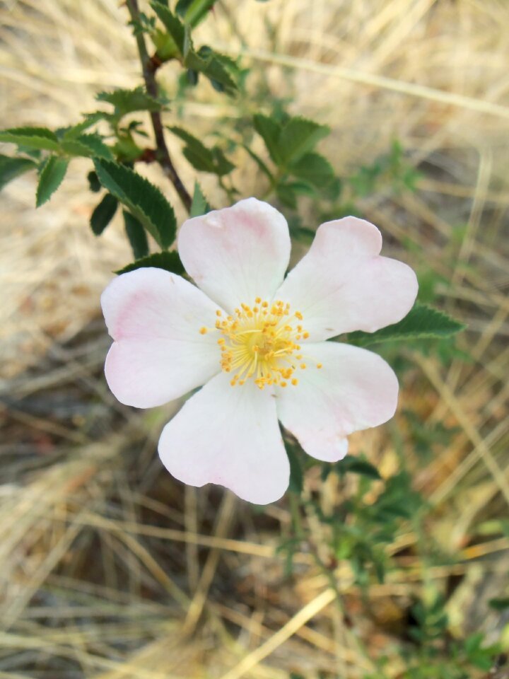 Wild flowers nature small flower