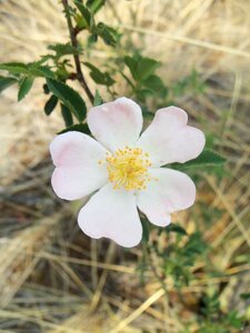 Wild flowers nature small flower