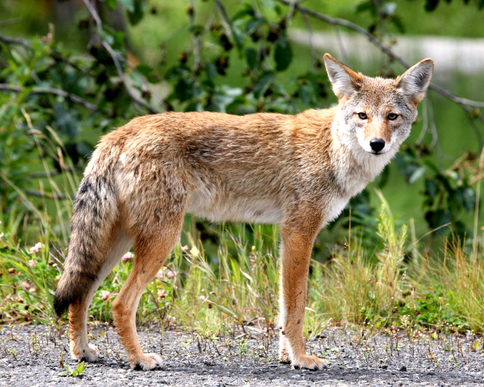 Coyote photo