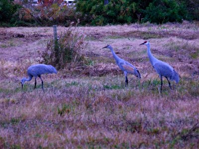sandhill cranes