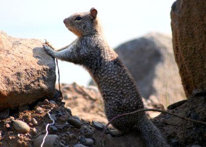 1142 California ground squirrel munsel odfw.jpg photo