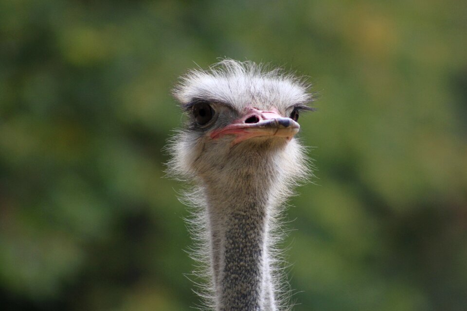 Flightless bird creature animal