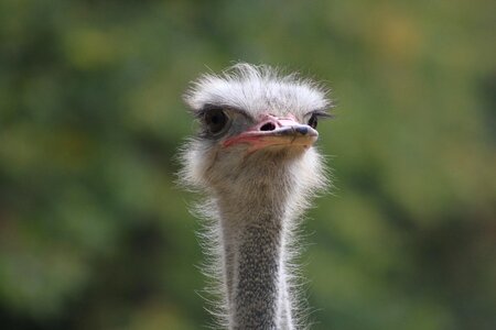 Flightless bird creature animal