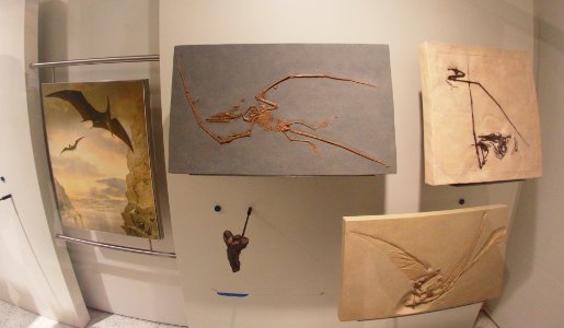 Pterosaurs photo