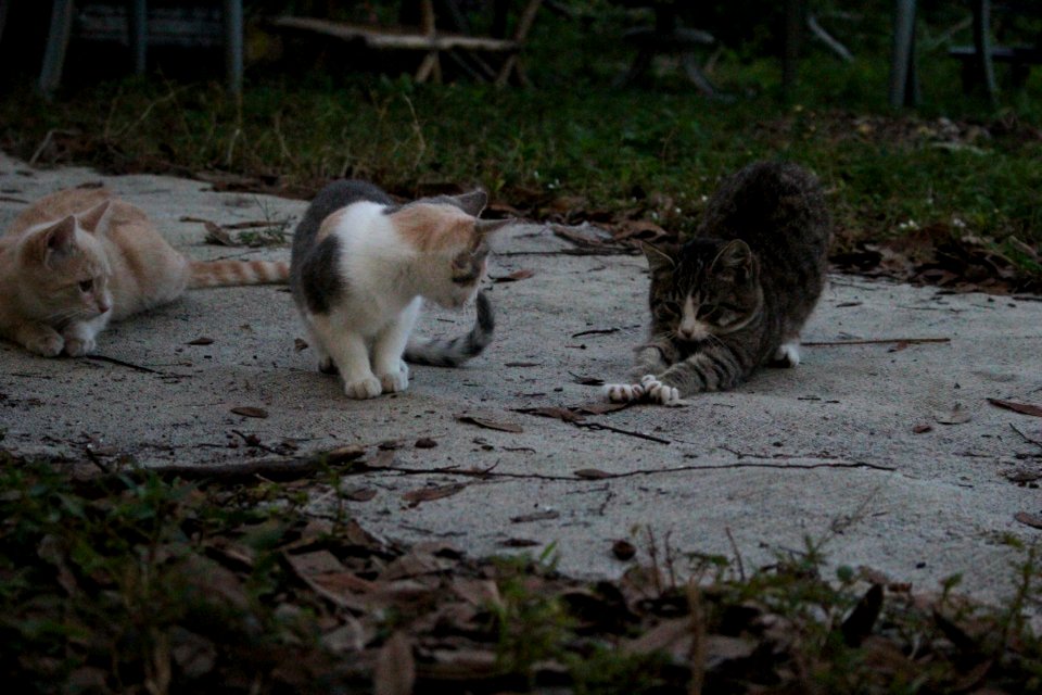 DJ, Patches, Gremlin.