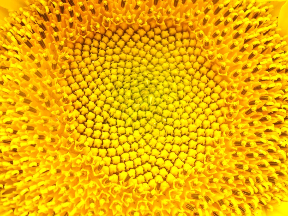 Sunflowers yellow field