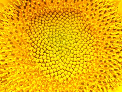 Sunflowers yellow field photo